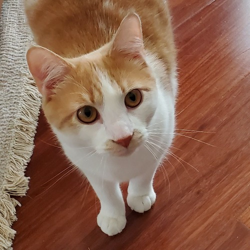 Blue Ribbon Cat Sitter Of Queen City