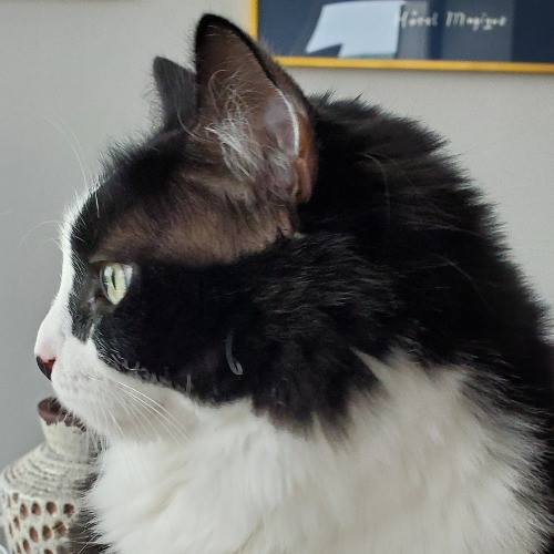 Blue Ribbon Cat Sitter Of Queen City