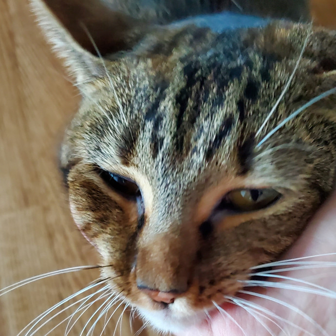 Blue Ribbon Cat Sitter Of Queen City