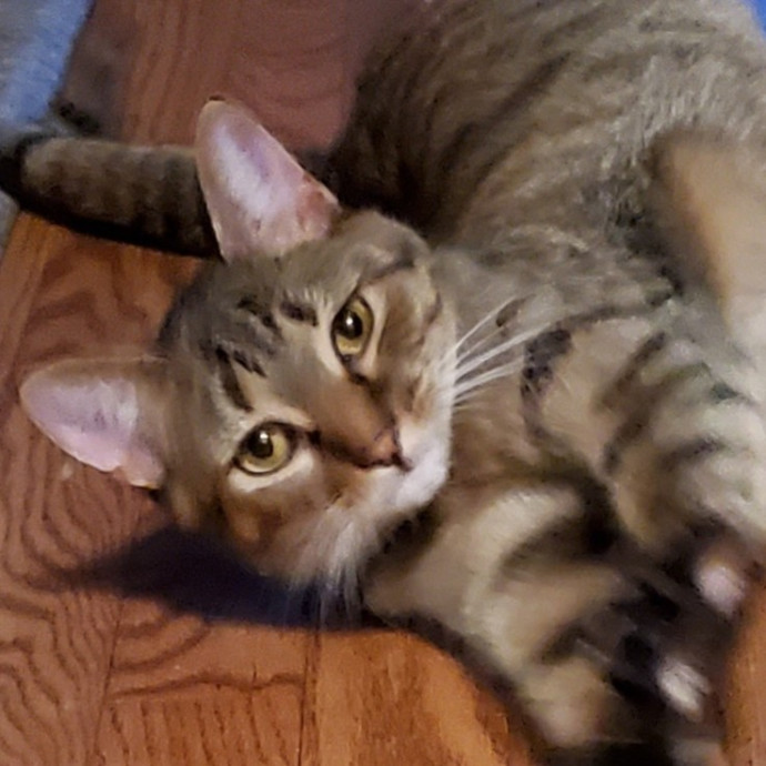Blue Ribbon Cat Sitter Of Queen City