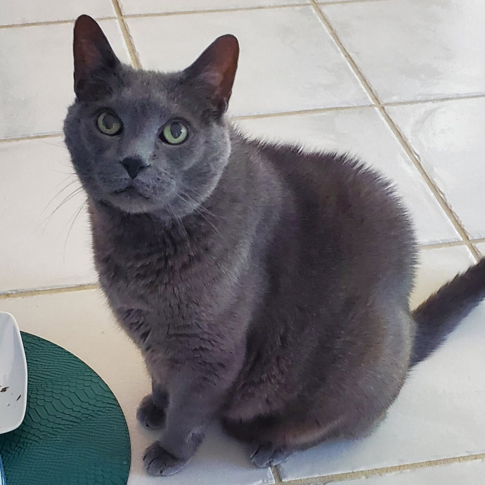 Blue Ribbon Cat Sitter Of Queen City