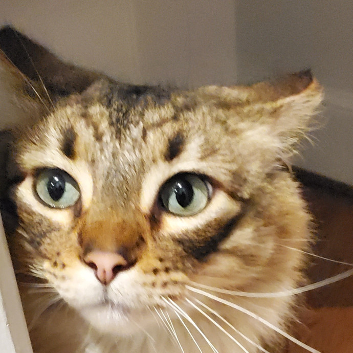 Blue Ribbon Cat Sitter Of Queen City