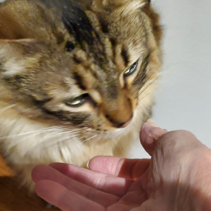 Blue Ribbon Cat Sitter Of Queen City