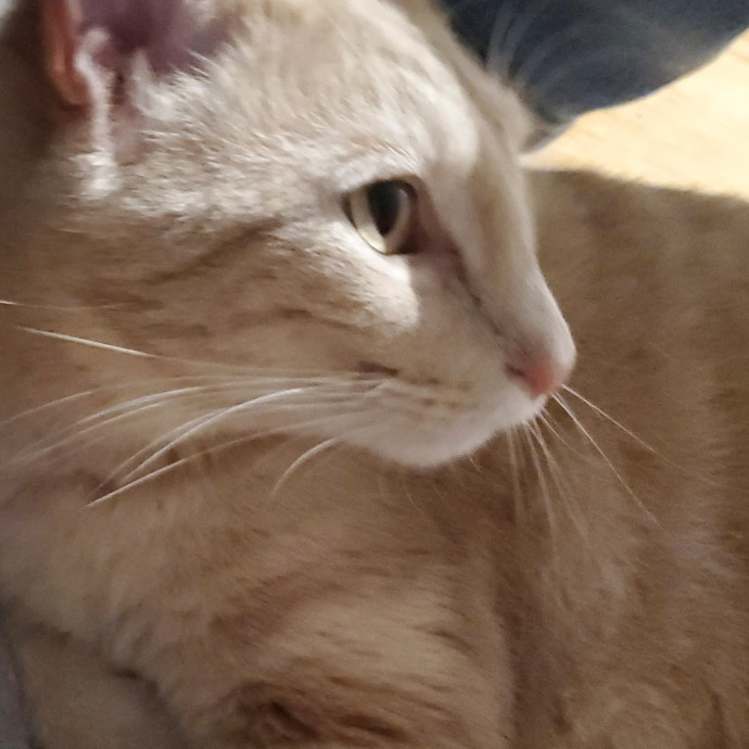 Blue Ribbon Cat Sitter Of Queen City