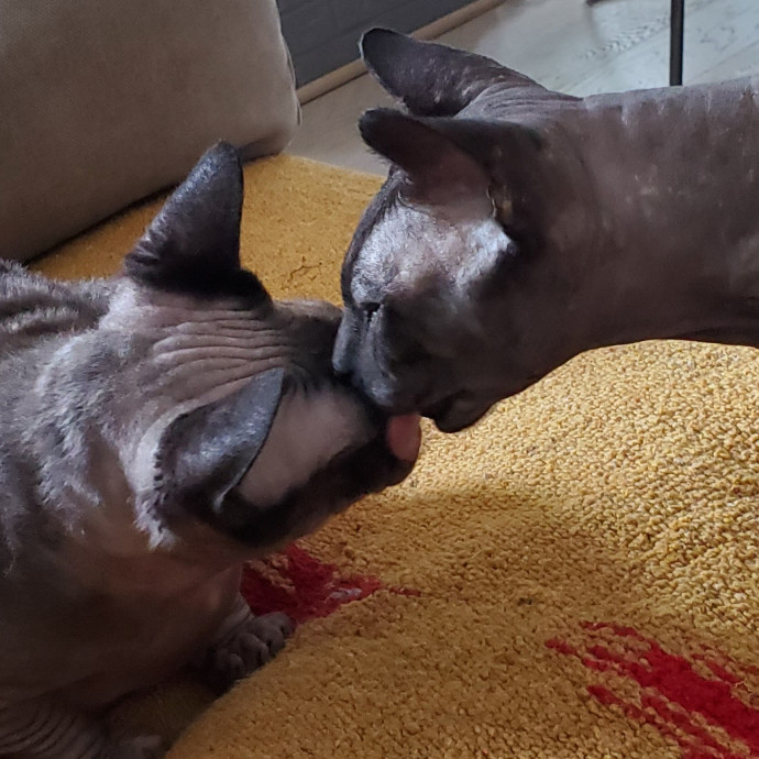 Blue Ribbon Cat Sitter Of Queen City