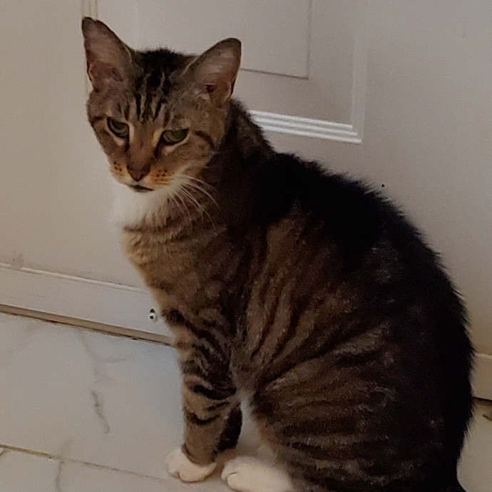 Blue Ribbon Cat Sitter Of Queen City