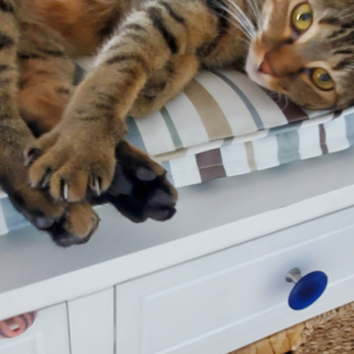 Blue Ribbon Cat Sitter Of Queen City