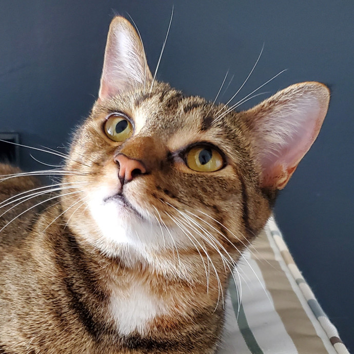 Blue Ribbon Cat Sitter Of Queen City