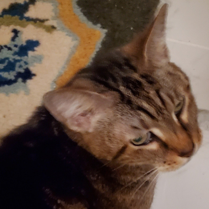 Blue Ribbon Cat Sitter Of Queen City