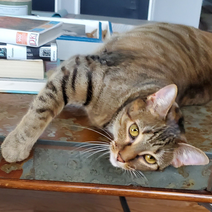 Blue Ribbon Cat Sitter Of Queen City