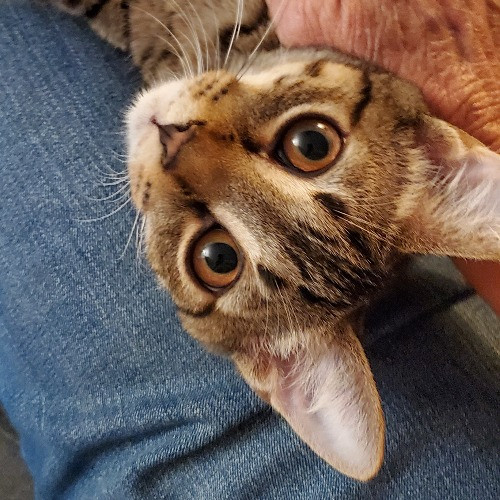 Blue Ribbon Cat Sitter Of Queen City