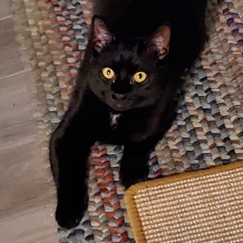 Blue Ribbon Cat Sitter Of Queen City