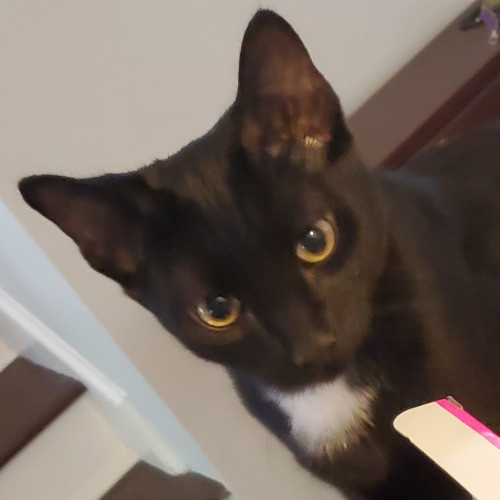 Blue Ribbon Cat Sitter Of Queen City