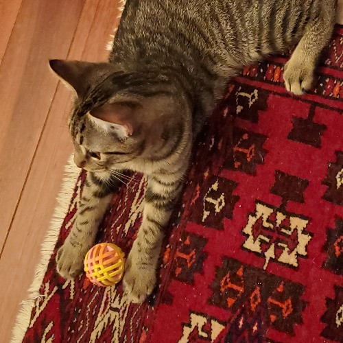 Blue Ribbon Cat Sitter Of Queen City