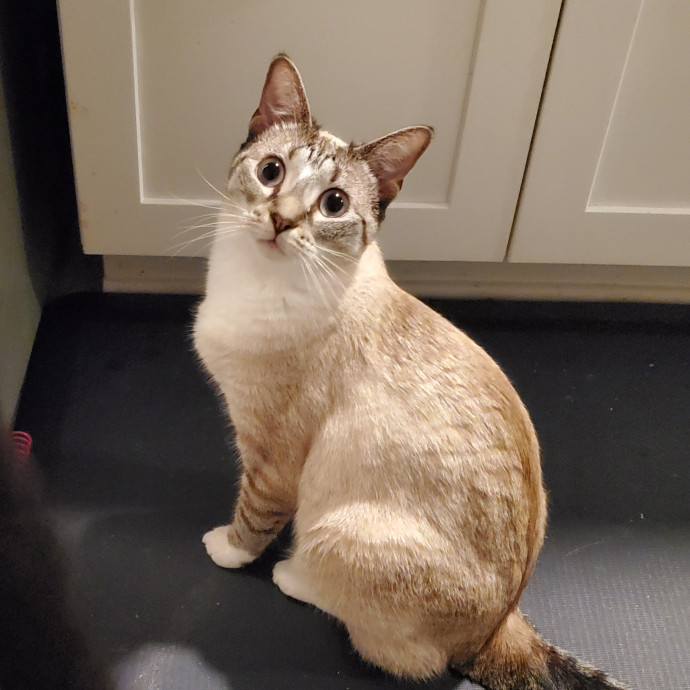 Blue Ribbon Cat Sitter Of Queen City