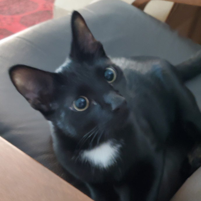 Blue Ribbon Cat Sitter Of Queen City