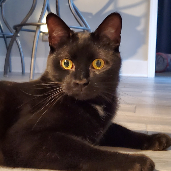 Blue Ribbon Cat Sitter Of Queen City