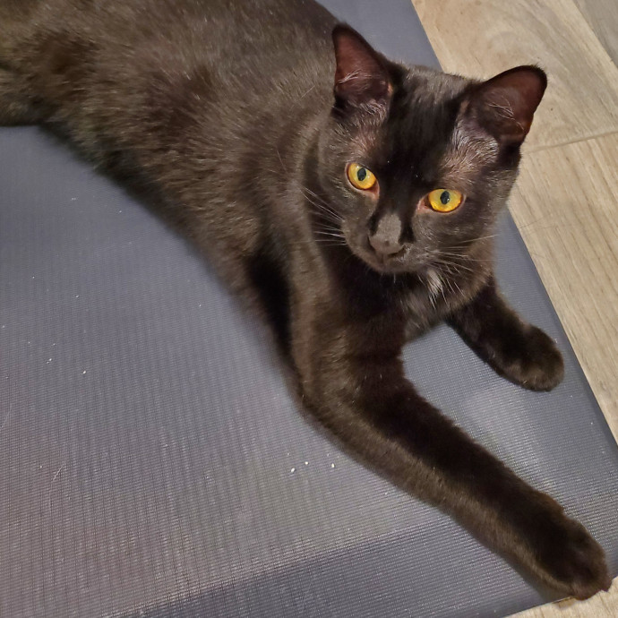 Blue Ribbon Cat Sitter Of Queen City