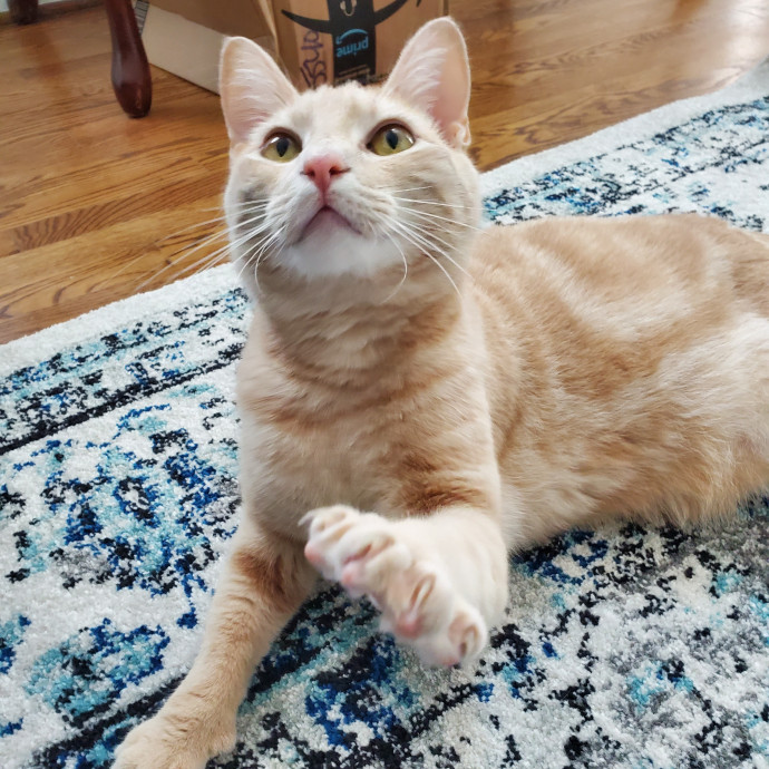 Blue Ribbon Cat Sitter Of Queen City