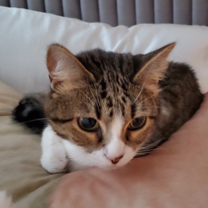 Blue Ribbon Cat Sitter Of Queen City