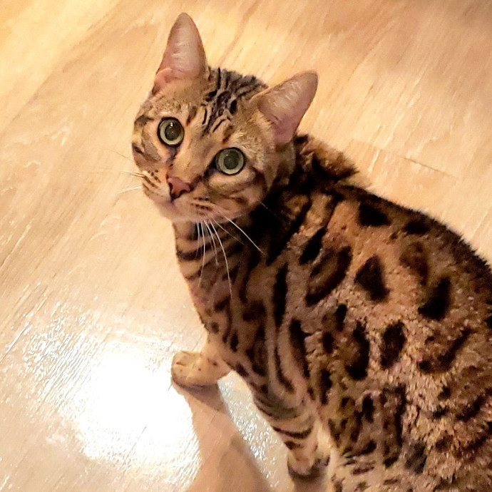 Blue Ribbon Cat Sitter Of Queen City
