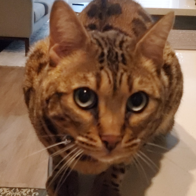 Blue Ribbon Cat Sitter Of Queen City