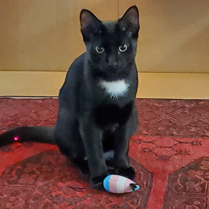 Blue Ribbon Cat Sitter Of Queen City