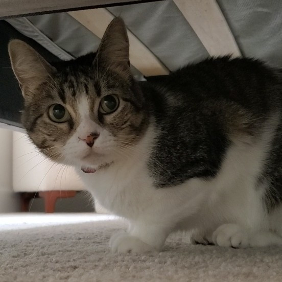 Blue Ribbon Cat Sitter Of Queen City