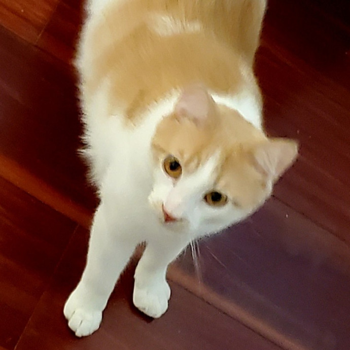 Blue Ribbon Cat Sitter Of Queen City