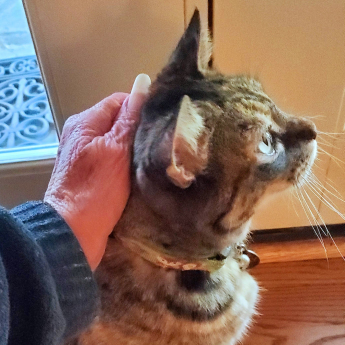 Blue Ribbon Cat Sitter Of Queen City