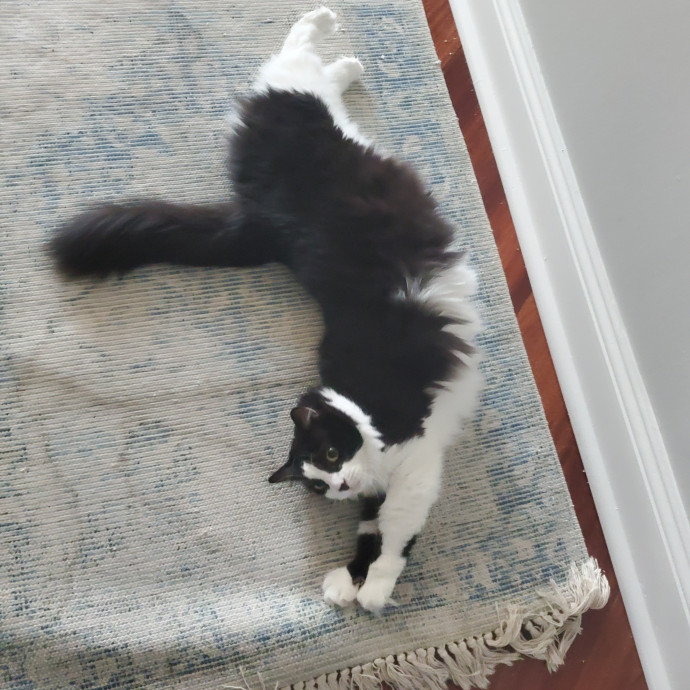 Blue Ribbon Cat Sitter Of Queen City