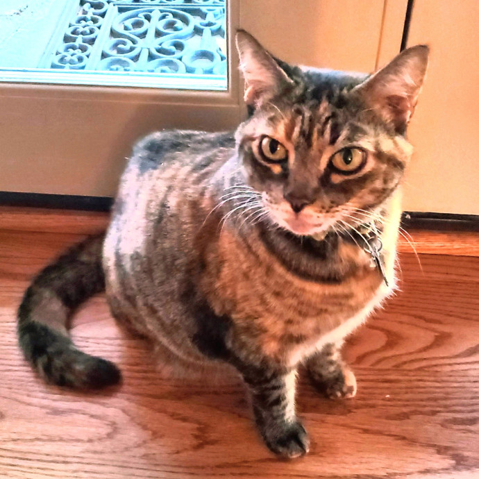 Blue Ribbon Cat Sitter Of Queen City