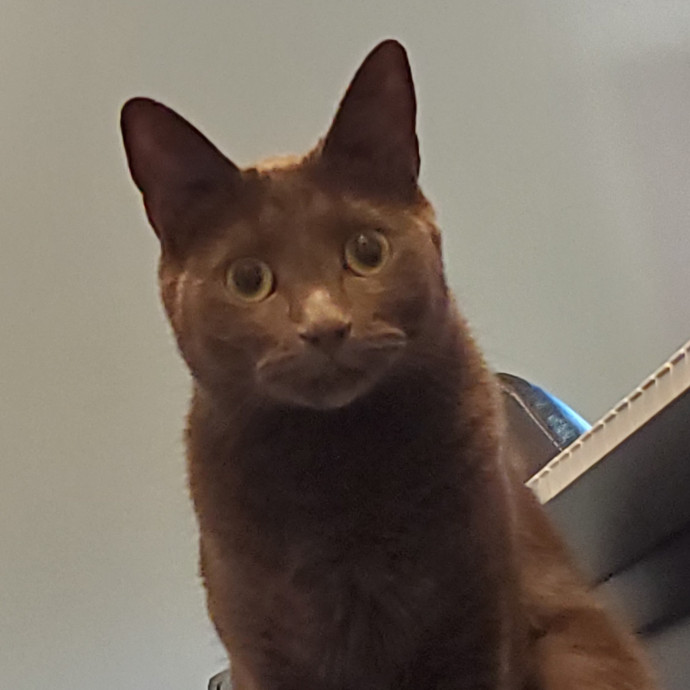 Blue Ribbon Cat Sitter Of Queen City