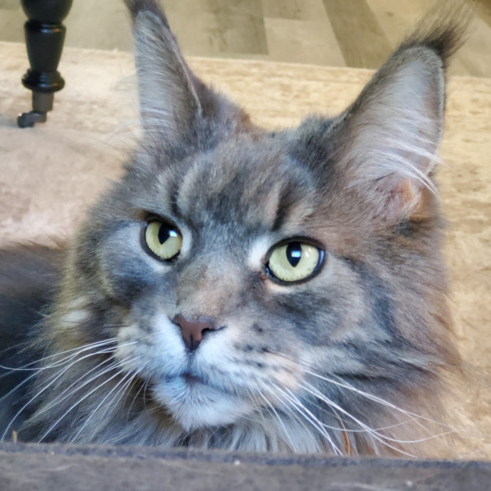 Blue Ribbon Cat Sitter Of Queen City
