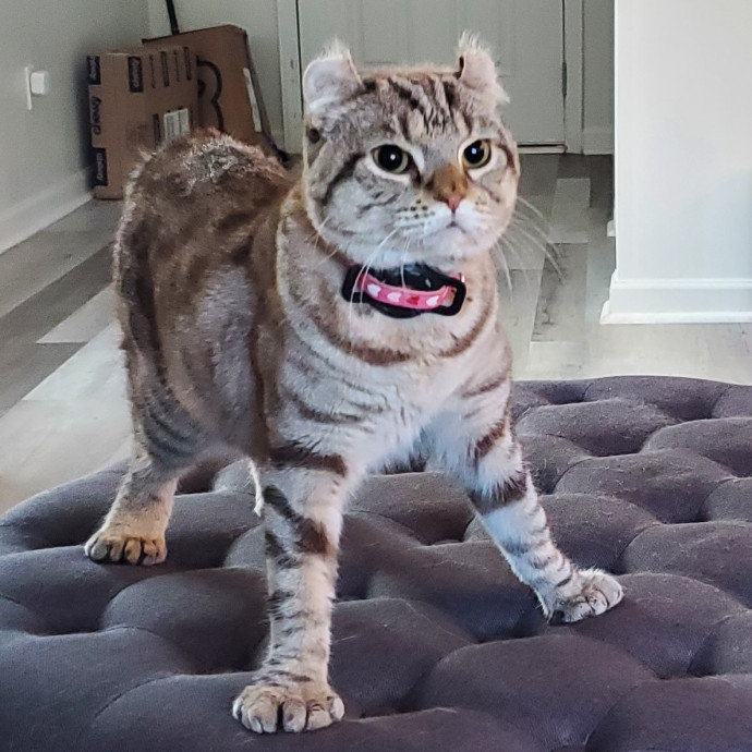 Blue Ribbon Cat Sitter Of Queen City