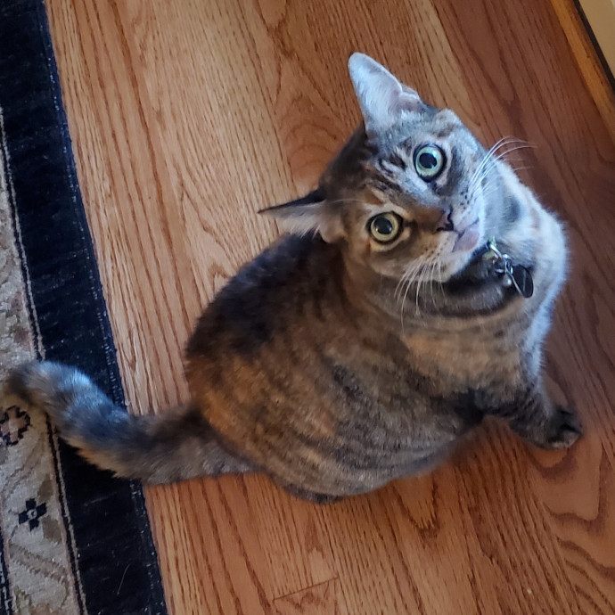 Blue Ribbon Cat Sitter Of Queen City