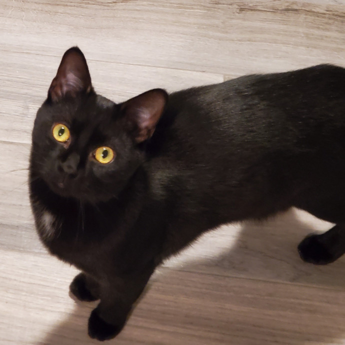 Blue Ribbon Cat Sitter Of Queen City