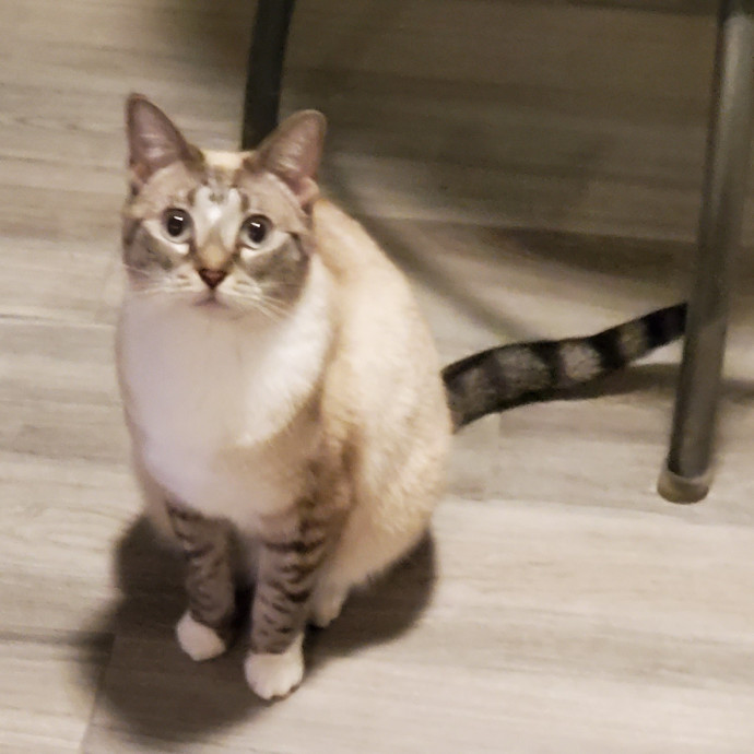 Blue Ribbon Cat Sitter Of Queen City