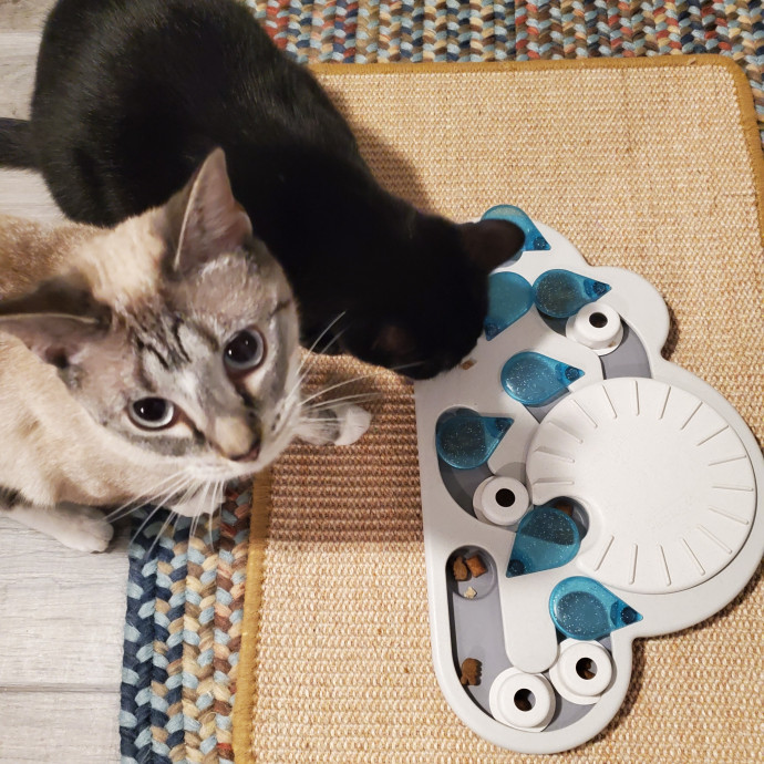 Blue Ribbon Cat Sitter Of Queen City