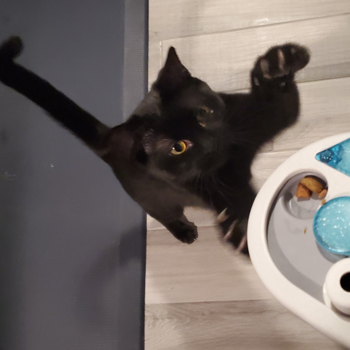 Blue Ribbon Cat Sitter Of Queen City