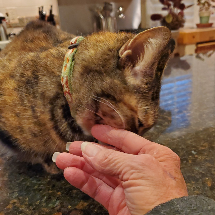 Blue Ribbon Cat Sitter Of Queen City