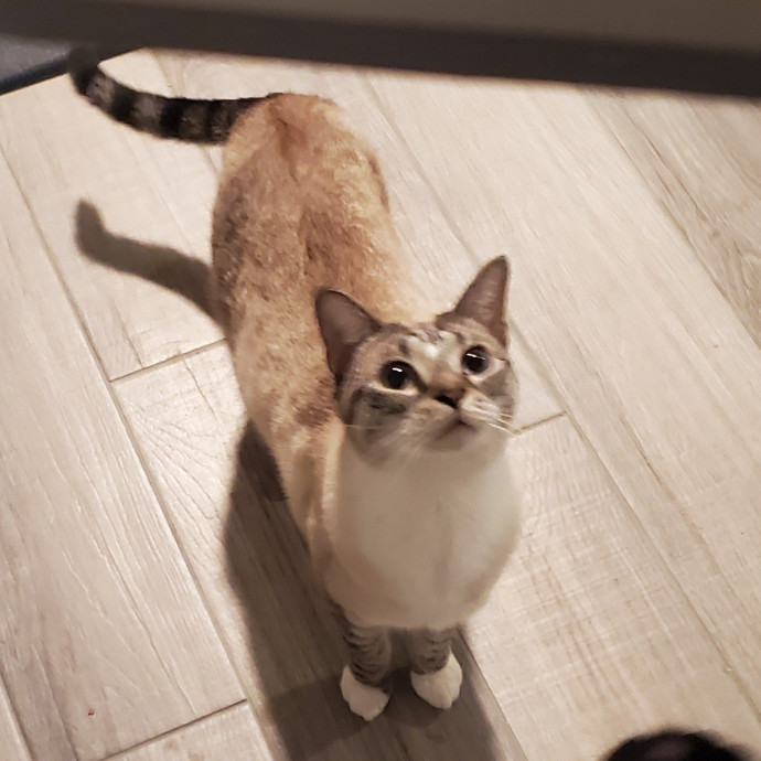 Blue Ribbon Cat Sitter Of Queen City