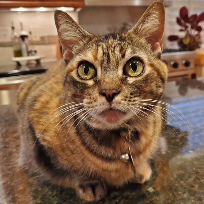 Blue Ribbon Cat Sitter Of Queen City