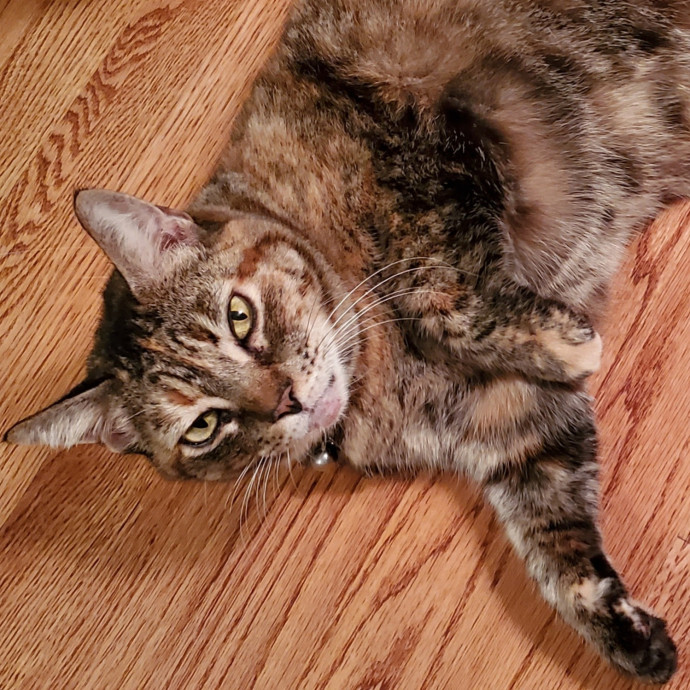 Blue Ribbon Cat Sitter Of Queen City