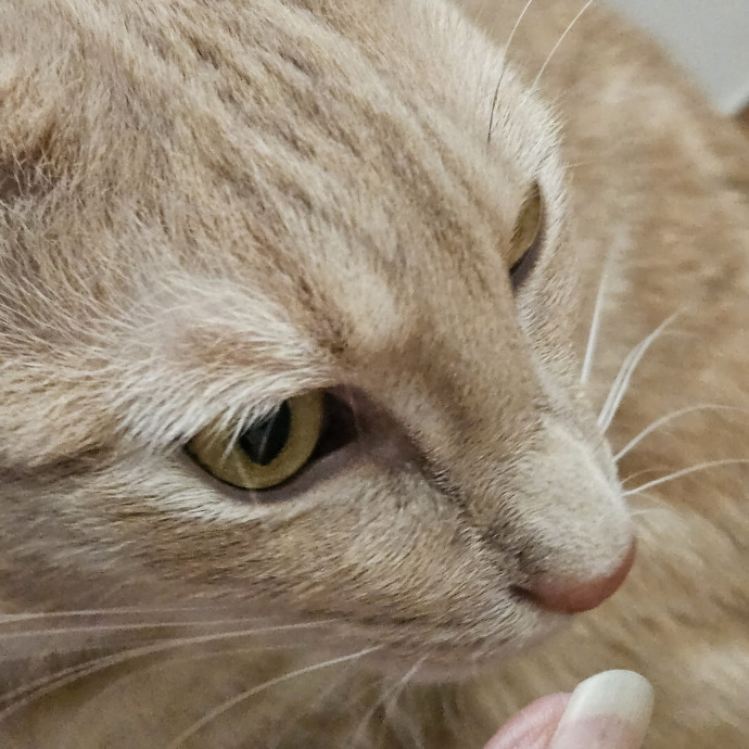 Blue Ribbon Cat Sitter Of Queen City