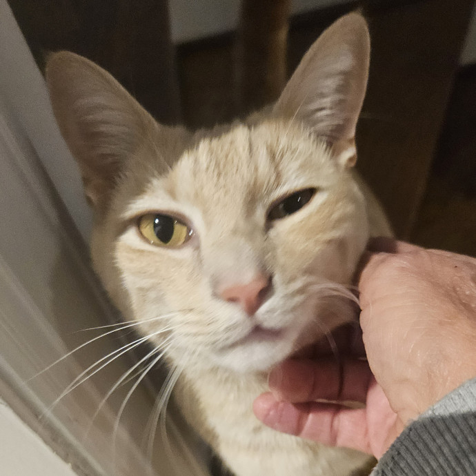Blue Ribbon Cat Sitter Of Queen City