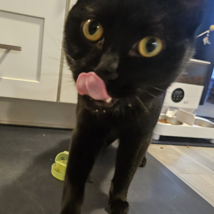 Blue Ribbon Cat Sitter Of Queen City