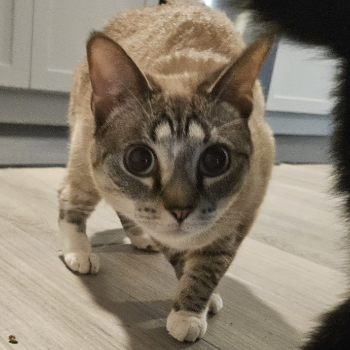 Blue Ribbon Cat Sitter Of Queen City