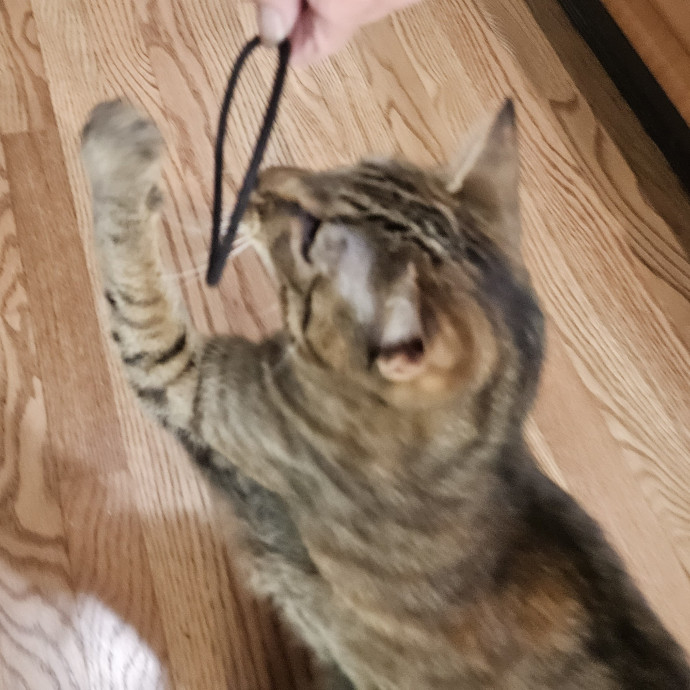Blue Ribbon Cat Sitter Of Queen City