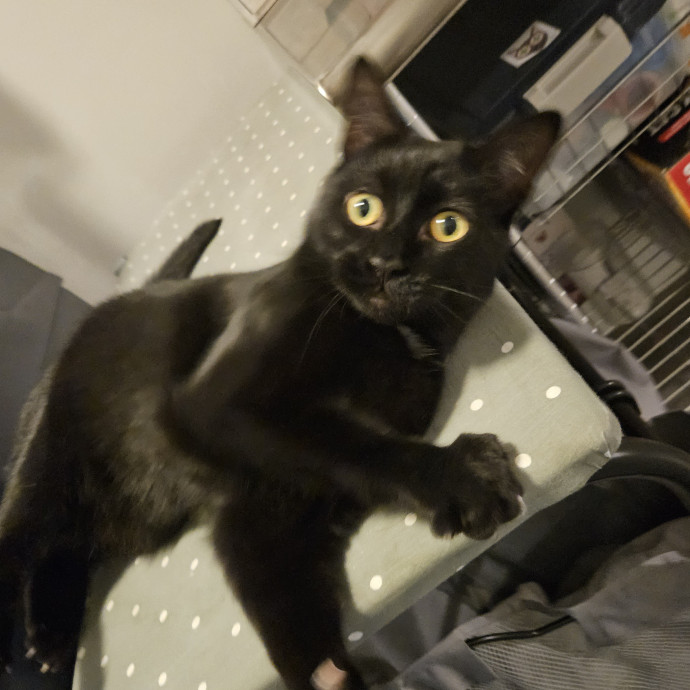 Blue Ribbon Cat Sitter Of Queen City
